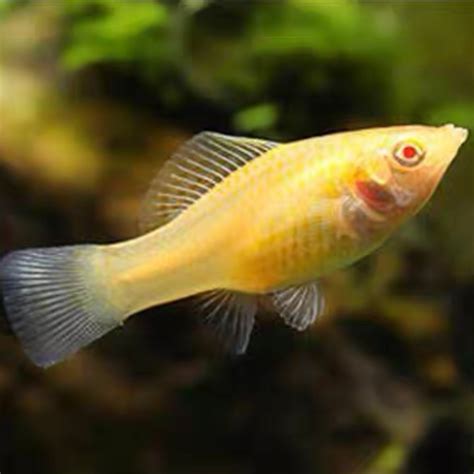 摩利魚|Poecilia latipinna (Lesueur, 1821) 